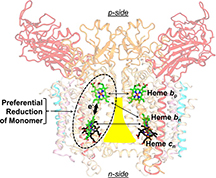 A representation of the cytochrome b6f complex and the interactions between its four hemes is shown.