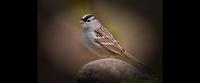 Song type affects hearing sensitivity in sparrows