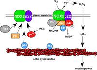 Reactive Oxygen Species: Not only bad for neurons