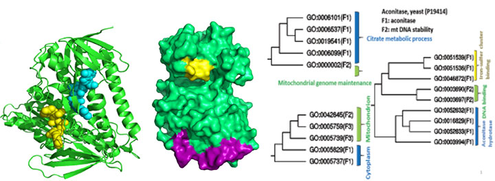 Moonlighting proteins