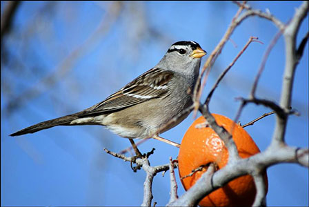 Lucas-Mar'15-whitecrownedsparrow-blogpost