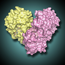 dimer-inhibitorLO