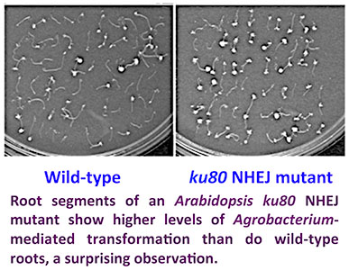 feb2015-arabidopsis-roots-blogpost