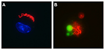 The response of mouse macrophages to Legionella strains with wild type RpsL and mutant RpsL proteins are shown. The bacteria are stained red and the macrophage nuclei are stained blue. The cell infected by the strain of Legionella with mutant RpsL has a normal nucleus and the cell infected by bacteria with the wild type protein is dying, shown by a fragmented nucleus that appears green. The bacteria within the dying cell also are killed. A research team led by Zhao-Qing Luo, an associate professor of biological sciences at Purdue University, identified bacterial protein RpsL as a trigger of self-inflicted cell death in macrophages. (Purdue University image/courtesy of Luo Laboratory)