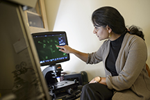 Seema Mattoo, an assistant professor of biological sciences, shows a slide of the HYPE protein in human epithelial cells on an inverted fluorescence microscope designed for cell imaging. (Purdue University photo/Charles Jischke) 
