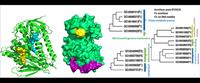 Finding mooonlighting proteins from genomes