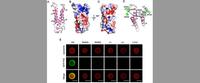 Research reveals the mechanism of precise attack in infection