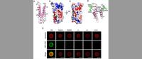 Research reveals the mechanism of precise attack in infection