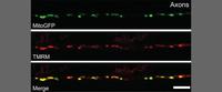Dr. Hollenbeck and Devireddy Publish in Journal of Neuroscience