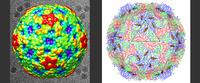 Purdue research suggests approach to treat virus causing respiratory illness, possible paralysis in children