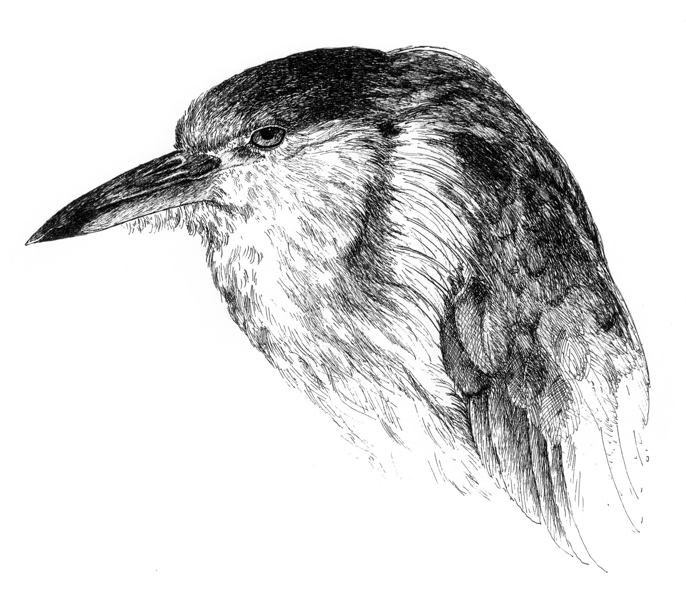 43_pen_and_ink_heron_2003