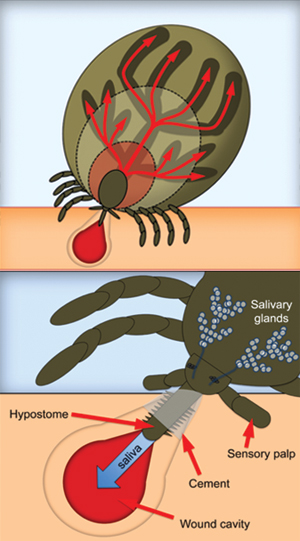 A tick can stay attached to its host for days or weeks, its body expanding as it bloodfeeds. The tick regurgitates saliva potentially laced with parasites or pathogens into its host's bloodstream. View Complete Infographic (Reprinted by permission from Macmillan Publishers Ltd: Nature Communications Gulia-Nuss et al., copyright 2016.)