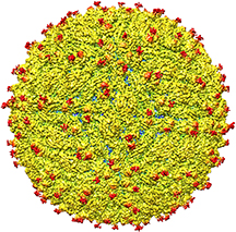 Structure of the Zika virus