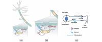 Development of the Neuron Assessment for Measuring Biology Students’ Use of Experimental Design Concepts and Representations