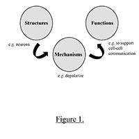 Structure-Function relations in physiology education:  Where’s the mechanism?