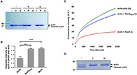 A new strategy to disrupt the host cytoskeleton by the pathogen Legionella pneumophila