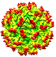 New findings detail structure of immature Zika virus