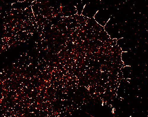 A growth cone derived from a cultured Aplysia bag cell neuron.