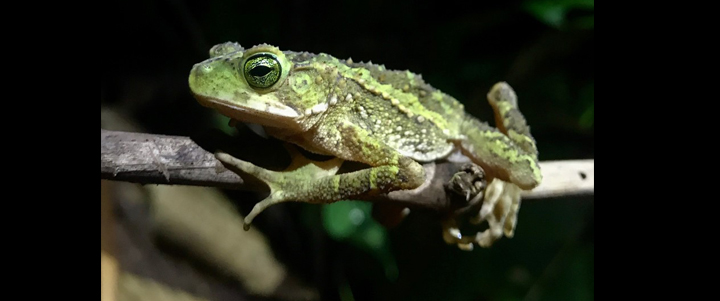 Conservation and disease in tropical amphibians 