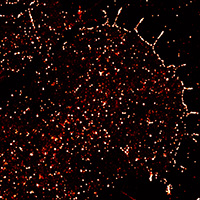 Collaborative effort by the Suter, Mattoo, and Huang labs provide new insights into filopodia formation