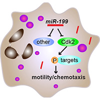 A novel role for CDK2 as a new approach for treating neutrophilic inflammation