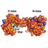 A natural product chemical probe inhibits cardiac hypertrophy mediated by nuclear GPCR kinase 5