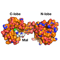 A natural product chemical probe inhibits cardiac hypertrophy mediated by nuclear GPCR kinase 5 