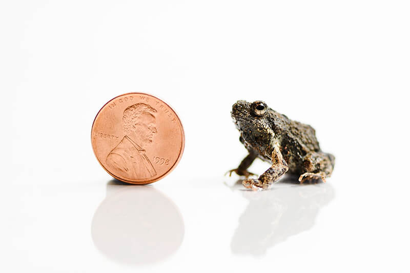 Ximena Bernal Frogs