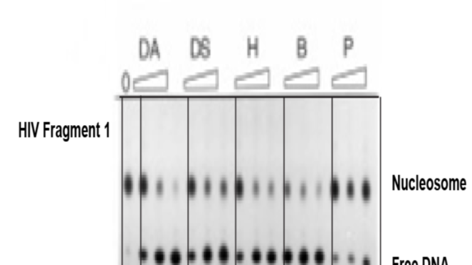 HIV chromatin is a preferred target for drugs that bind in the DNA minor groove 