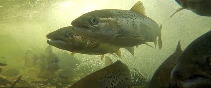 Adaptation to freshwater and hatchery environments in Atlantic salmon