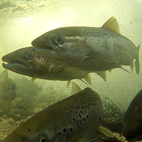 Adaptation to freshwater and hatchery environments in Atlantic salmon