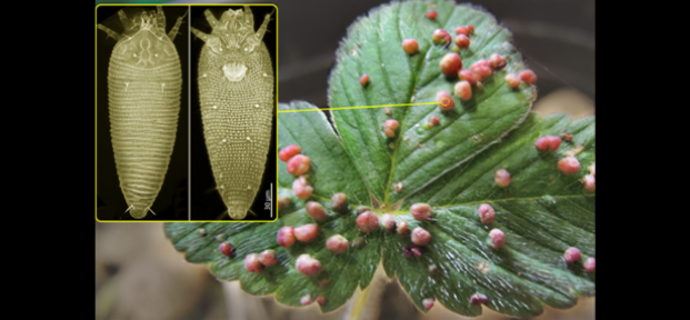 Purdue University researchers aim to develop an advanced online tool to protect the US from invasive agricultural pests 