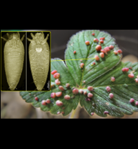 Purdue University researchers aim to develop an advanced online tool to protect the US from invasive agricultural pests