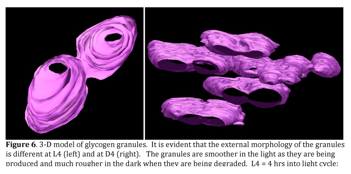 membranous granules nonmembranous or glycogen of Diurnal Cultivation Cycling Processes Cell Regulation during and membranous granules nonmembranous or glycogen of Diurnal Cultivation Cycling Processes Cell Regulation during and